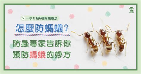 水裡有螞蟻|怎麼防螞蟻？螞蟻大軍怕什麼？居家螞蟻防治專家告訴。